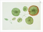 Victoria Regia or the Great Water Lily of America (Young Plants, Frontispiece) by William Sharp