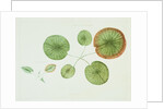 Victoria Regia or the Great Water Lily of America (Young Plants, Frontispiece) by William Sharp