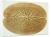 Victoria Regia or the Great Water Lily of America (Underside of Leaf) by William Sharp