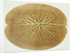 Victoria Regia or the Great Water Lily of America (Underside of Leaf) by William Sharp