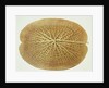 Victoria Regia or the Great Water Lily of America (Underside of Leaf) by William Sharp
