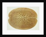 Victoria Regia or the Great Water Lily of America (Underside of Leaf) by William Sharp