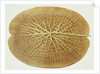 Victoria Regia or the Great Water Lily of America (Underside of Leaf) by William Sharp