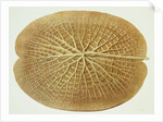 Victoria Regia or the Great Water Lily of America (Underside of Leaf) by William Sharp