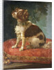 A Spaniel on a Cushion by Circle of Giacomo Antonio Ceruti