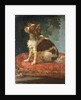 A Spaniel on a Cushion by Circle of Giacomo Antonio Ceruti