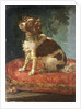 A Spaniel on a Cushion by Circle of Giacomo Antonio Ceruti