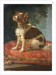 A Spaniel on a Cushion by Circle of Giacomo Antonio Ceruti