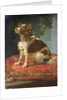 A Spaniel on a Cushion by Circle of Giacomo Antonio Ceruti