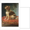 A Spaniel on a Cushion by Circle of Giacomo Antonio Ceruti