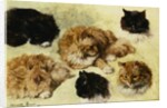 Studies of Cats by Henriette Ronner-Knip