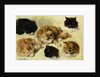 Studies of Cats by Henriette Ronner-Knip