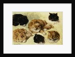 Studies of Cats by Henriette Ronner-Knip