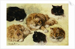 Studies of Cats by Henriette Ronner-Knip