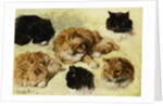 Studies of Cats by Henriette Ronner-Knip