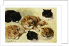 Studies of Cats by Henriette Ronner-Knip
