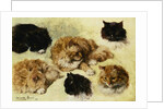 Studies of Cats by Henriette Ronner-Knip