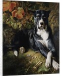 A Brindle Great Dane by Wilhelm Trautschold