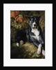 A Brindle Great Dane by Wilhelm Trautschold