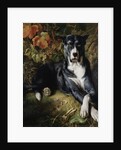 A Brindle Great Dane by Wilhelm Trautschold