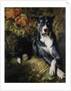 A Brindle Great Dane by Wilhelm Trautschold