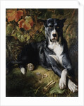 A Brindle Great Dane by Wilhelm Trautschold
