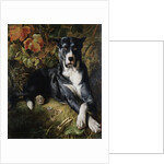 A Brindle Great Dane by Wilhelm Trautschold