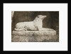 Maida by William Henry Fox Talbot