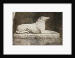 Maida by William Henry Fox Talbot