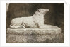 Maida by William Henry Fox Talbot