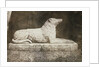 Maida by William Henry Fox Talbot