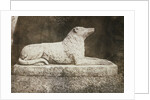 Maida by William Henry Fox Talbot