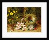 A Primrose and Birds Nest on a Mossy Bank by Oliver Clare