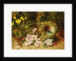 A Primrose and Birds Nest on a Mossy Bank by Oliver Clare