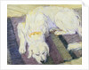 Dog Lying Down (Dog Portrait) by Franz Marc