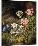 Edelweiss and Other Alpine Flowers by Theodor Petter