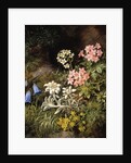 Edelweiss and Other Alpine Flowers by Theodor Petter