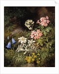 Edelweiss and Other Alpine Flowers by Theodor Petter