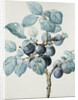 Plum Tree Branch by Pierre Joseph Redoute