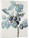 Plum Tree Branch by Pierre Joseph Redoute