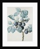 Plum Tree Branch by Pierre Joseph Redoute
