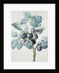 Plum Tree Branch by Pierre Joseph Redoute