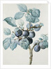 Plum Tree Branch by Pierre Joseph Redoute