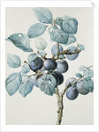 Plum Tree Branch by Pierre Joseph Redoute