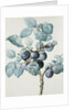 Plum Tree Branch by Pierre Joseph Redoute