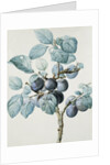 Plum Tree Branch by Pierre Joseph Redoute