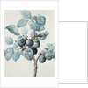Plum Tree Branch by Pierre Joseph Redoute