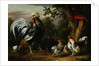 Poultry and Other Birds in the Garden of a Mansion by Jakob Bogdany