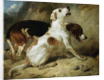 Foxhounds, Fox Gone to Earth: The Two Hounds Messmate and Coventry by Thomas Woodward