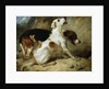 Foxhounds, Fox Gone to Earth: The Two Hounds Messmate and Coventry by Thomas Woodward